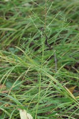 Asparagus schoberioides