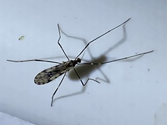 Erioptera graphica