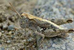 Phaulacridium otagoense