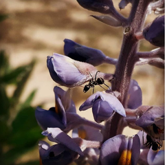Lupinus albescens