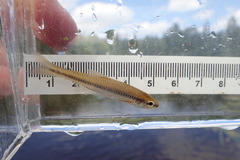 Notropis heterolepis