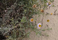 Erigeron blochmaniae