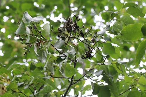 Syringa reticulata ssp. amurensis