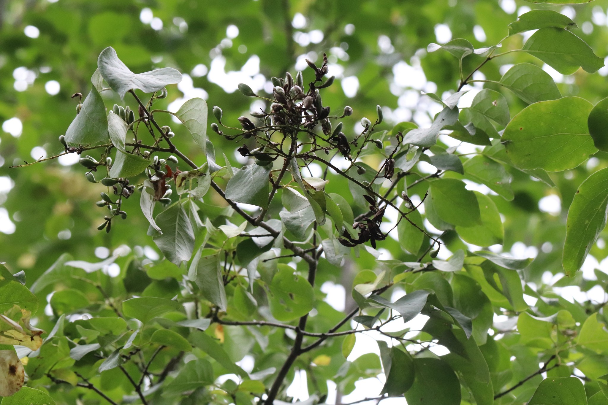 Syringa reticulata ssp. amurensis