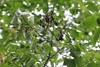Syringa reticulata amurensis - Photo (c) Nina Filippova, some rights reserved (CC BY), uploaded by Nina Filippova