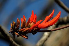 Erythrina lysistemon