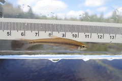 Notropis heterolepis