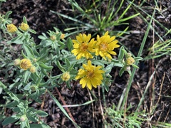 Heterotheca sierrablancensis