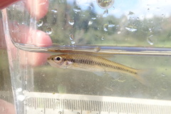 Notropis heterolepis