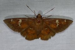 Dyscophellus porcius