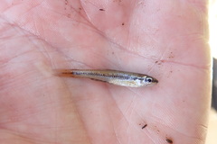 Notropis heterolepis