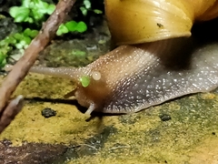 Lissachatina fulica