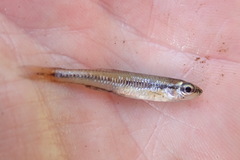 Notropis heterolepis
