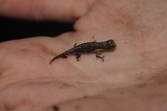 Brookesia