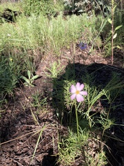 Heterotheca sierrablancensis
