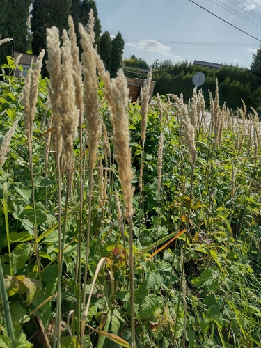 smlz kroviskový (Calamagrostis epigejos)