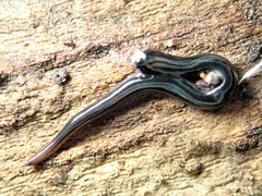 Kontikia ventrolineata