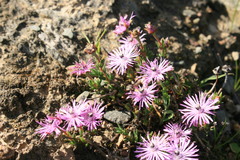 Antimima microphylla