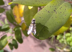 Pseudoscaeva