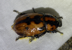 Cyclocephala mafaffa