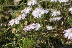 Lampranthus leipoldtii