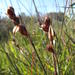 Wrinkled Pineapplereed - Photo (c) Nick Helme, some rights reserved (CC BY-SA), uploaded by Nick Helme