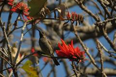 Chalcomitra senegalensis gutturalis