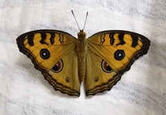 Junonia almana