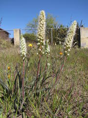 Echiostachys incanus