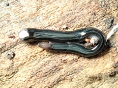 Kontikia ventrolineata