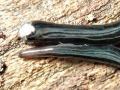 Kontikia ventrolineata