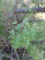 Brickellia cylindracea