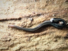 Kontikia ventrolineata