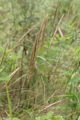 Calamagrostis extremiorientalis