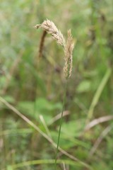 Calamagrostis extremiorientalis