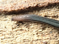 Kontikia ventrolineata