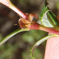 Cliffortia ferruginea
