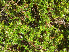 Cliffortia ferruginea