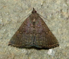 Hypena peruvialis