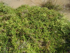 Cliffortia ferruginea