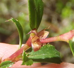 Cliffortia ferruginea