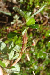 Cliffortia ferruginea