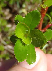 Cliffortia ferruginea