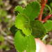 Cliffortia ferruginea - Photo (c) Nicola van Berkel,  זכויות יוצרים חלקיות (CC BY-SA)