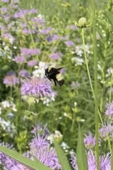 Bombus auricomus
