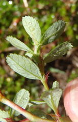 Cliffortia ferruginea