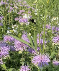 Bombus auricomus