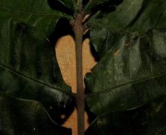 Trichilia emetica emetica