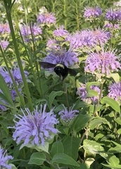 Bombus auricomus