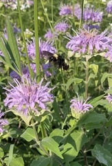 Bombus auricomus